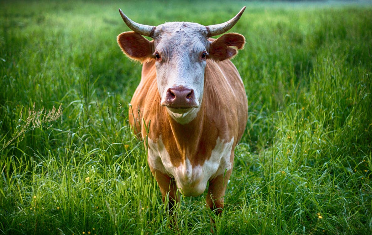 cow